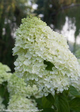Hydrangea paniculata 'Little Lime®'