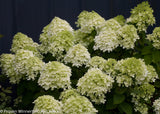 Hydrangea paniculata 'Little Lime®'