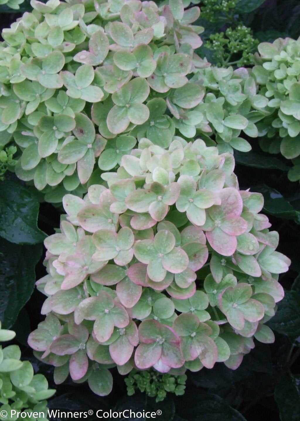 Hydrangea paniculata 'Little Lime®'
