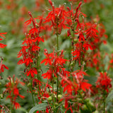 Lobelia cardinalis