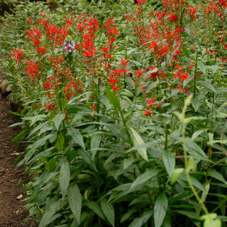 Lobelia cardinalis