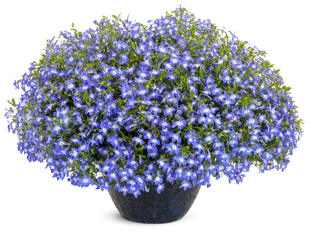 Lobelia erinus 'Laguna® Compact Blue with Eye'