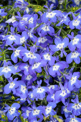 Lobelia erinus 'Laguna® Compact Blue with Eye'