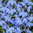 Close-up of blue flowers with green leaves