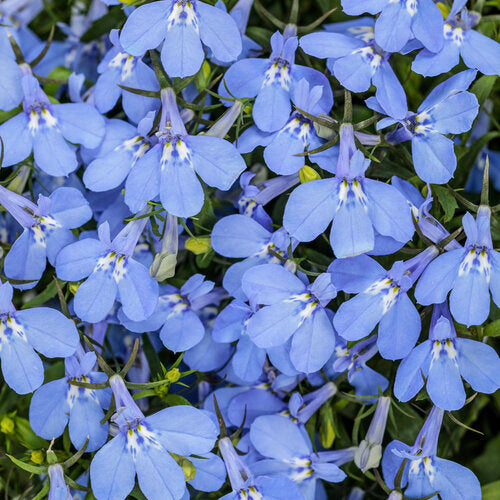 Close-up of blue flowers with green leaves