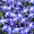 Close-up of blue flowers with white centers on a green background