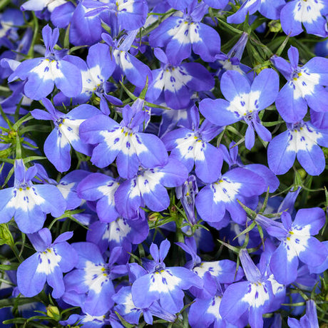 Close-up of blue flowers with white centers on a green background