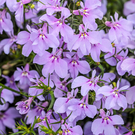 Close-up of purple flowers with green stems and leaves