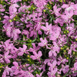 Close-up of pink flowers with green leaves