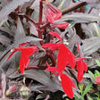 Lobelia fulgens 'Queen Victoria'