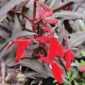 Lobelia fulgens 'Queen Victoria'