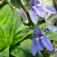 Lobelia siphilitica