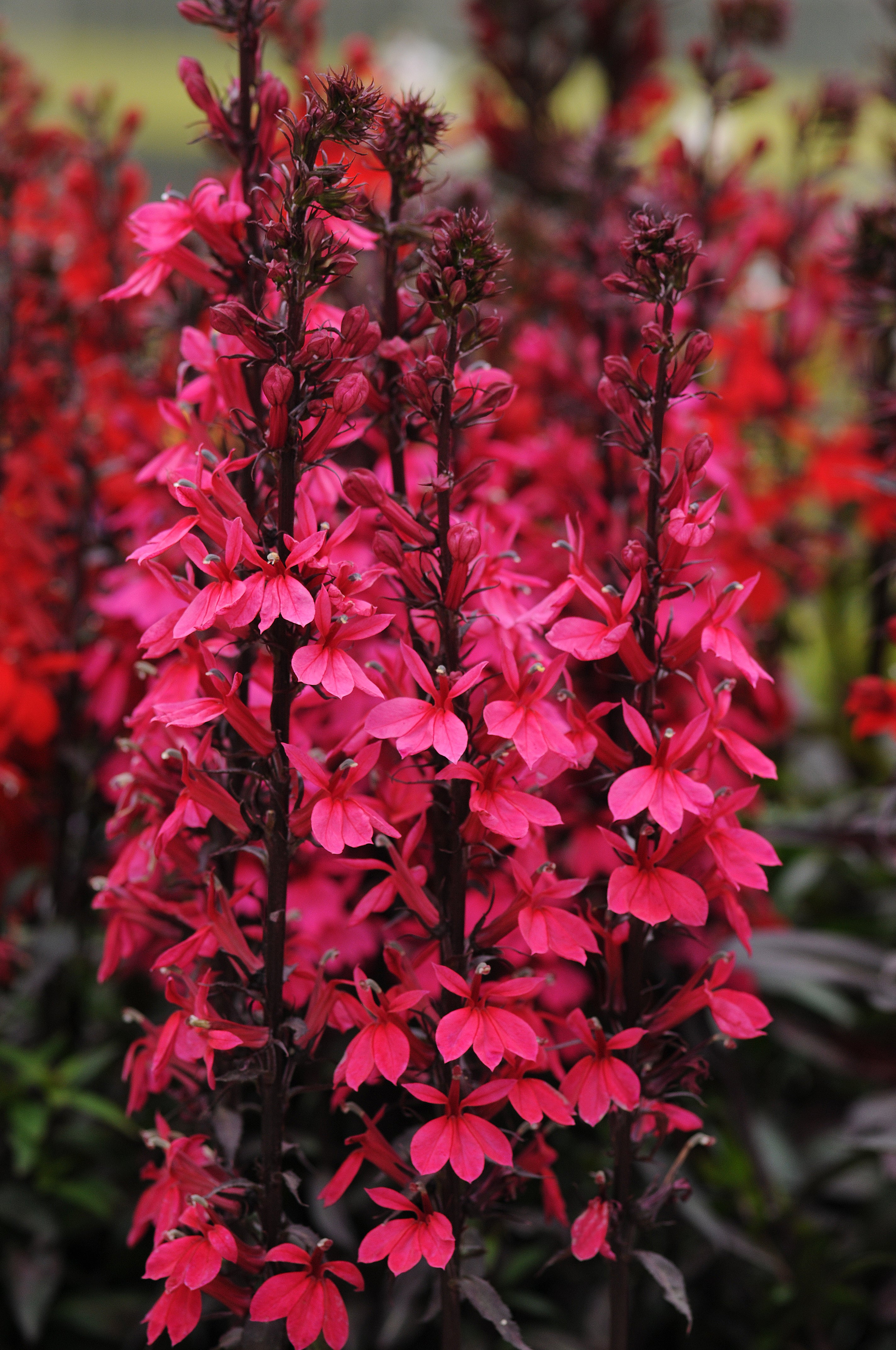 Lobelia STARSHIP™ 'Deep Rose' – Romence Gardens & Greenhouses