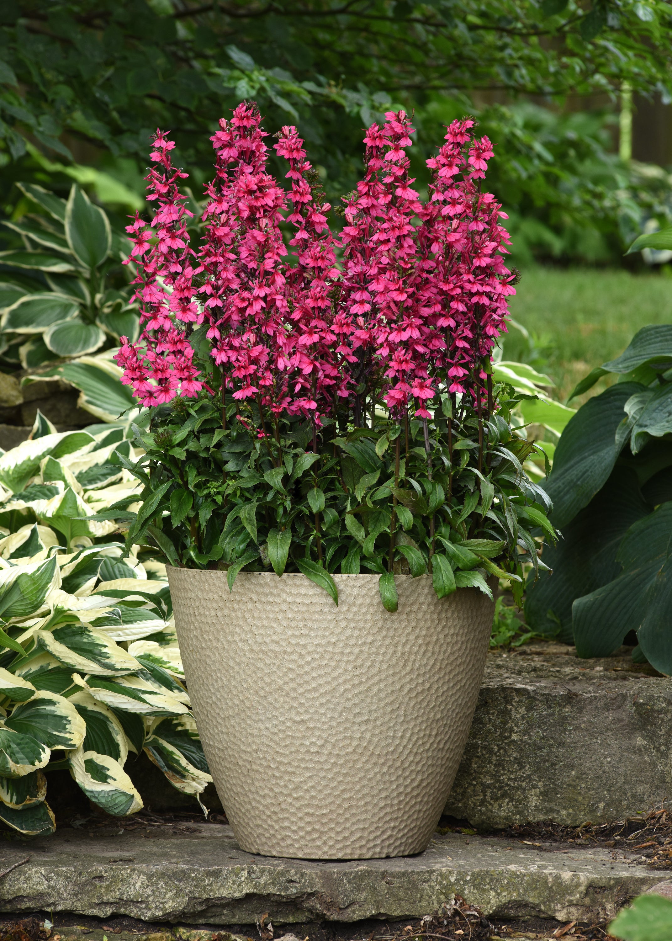 【速達付き@5680】バンプ ラブリーローズ Starship Deep Rose Lobelia, Lobelia speciosa 'Starship Deep Rose'