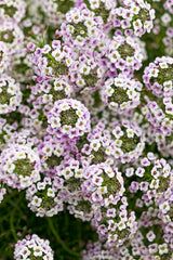 Lobularia hybrid 'Blushing Princess®'