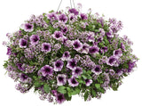 Lobularia hybrid 'Blushing Princess®'