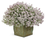 Lobularia hybrid 'Blushing Princess®'