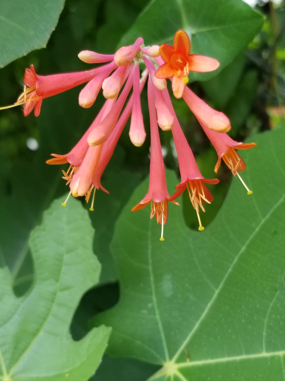 Lonicera sempervirens 'Major Wheeler'