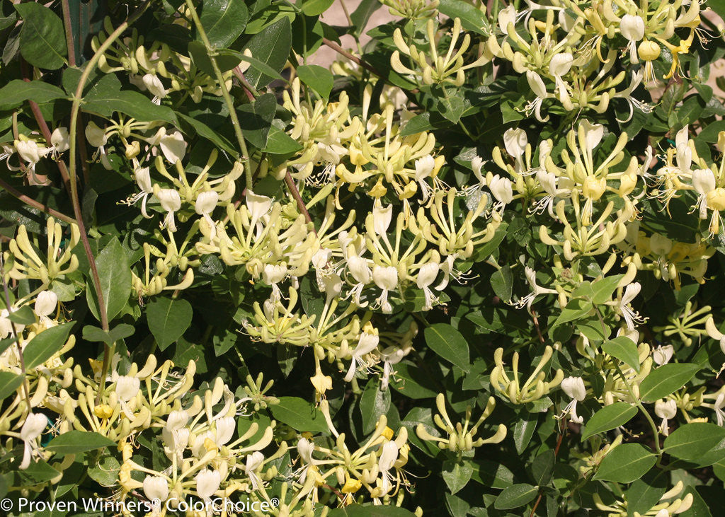 Lonicera periclymenum 'Scentsation'