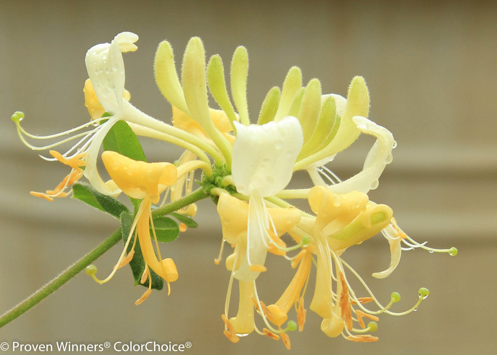 Lonicera periclymenum 'Scentsation'