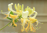 Lonicera periclymenum 'Scentsation'