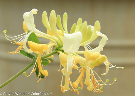 Lonicera periclymenum 'Scentsation'