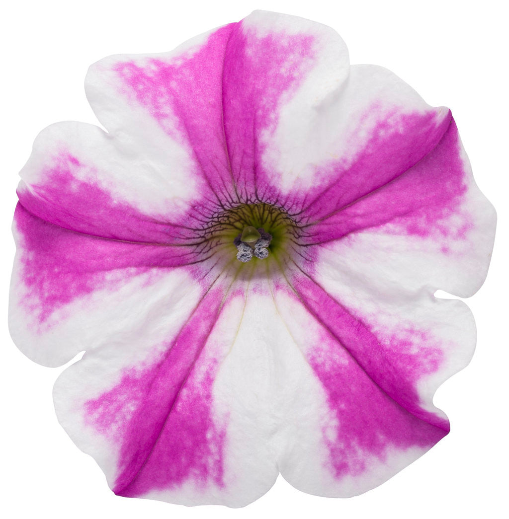 Petunia hybrid 'Supertunia® Lovie Dovie™' flower