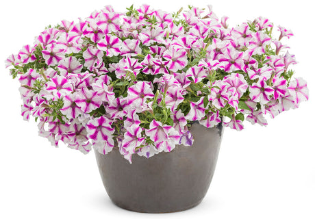 Petunia hybrid 'Supertunia® Lovie Dovie™' in decorative pot