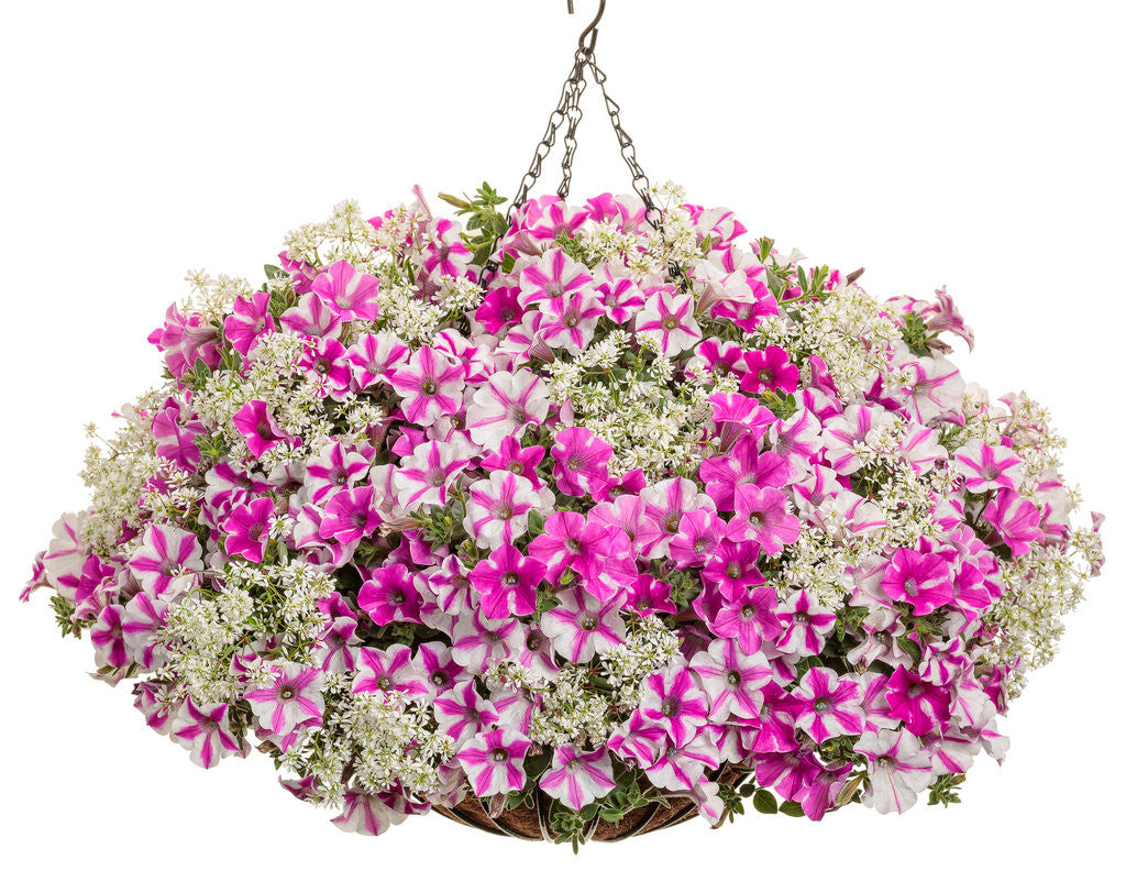 Petunia hybrid 'Supertunia® Lovie Dovie™' combination