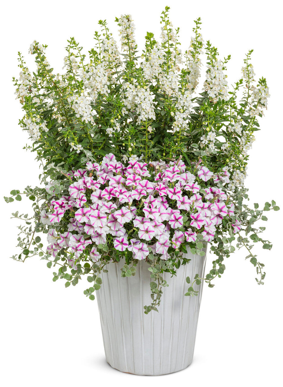 Petunia hybrid 'Supertunia® Lovie Dovie™' combination