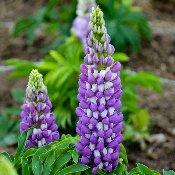 Lupinus polyphyllus Mini Gallery™ 'Blue Bicolor'