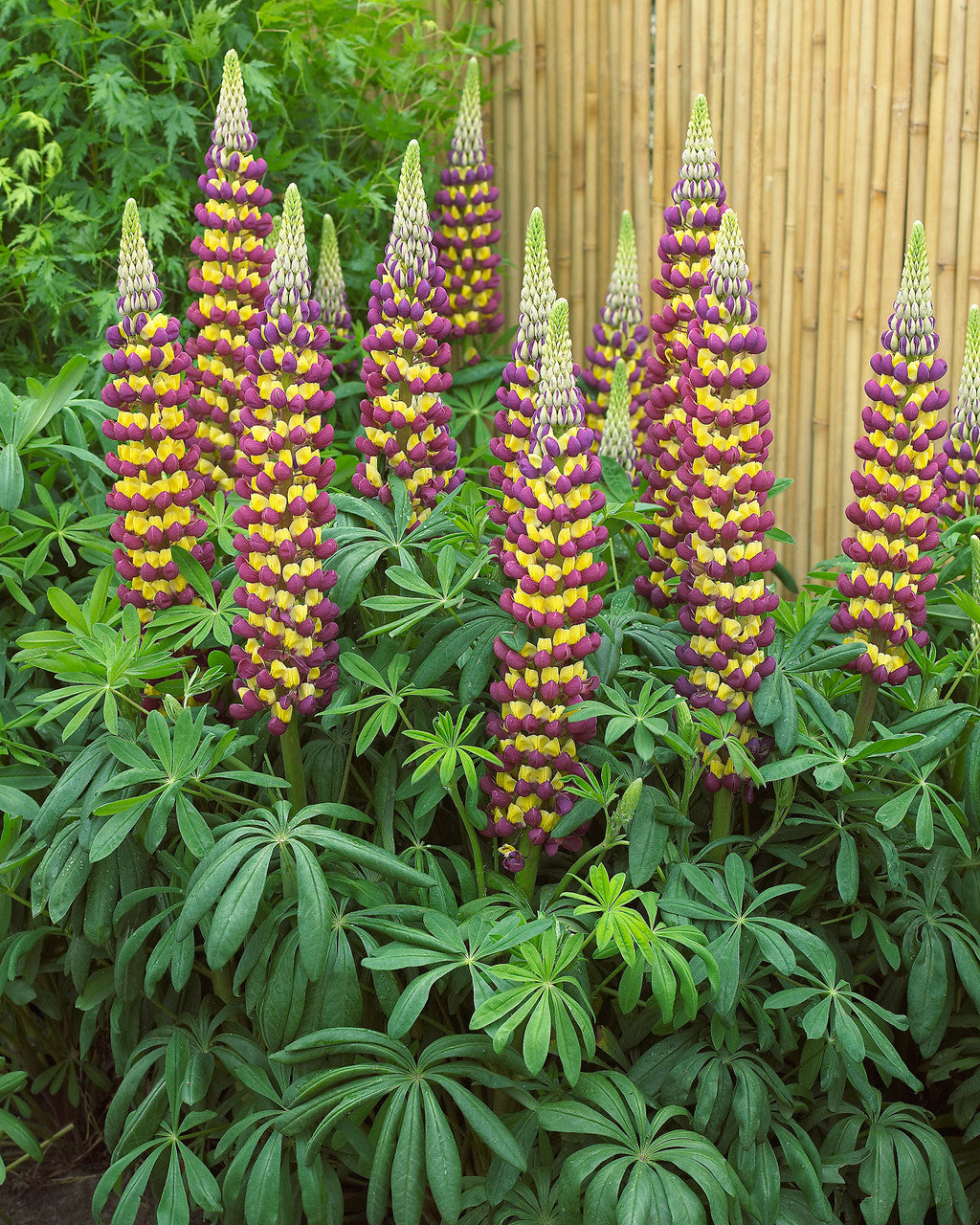 Lupinus 'Westcountry Manhattan Lights'