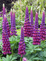 Lupinus Westcountry™ 'Masterpiece'