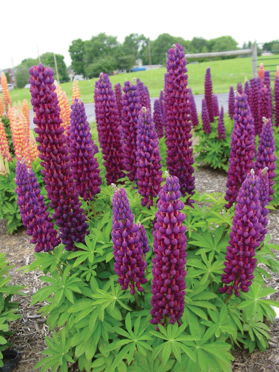 Lupinus Westcountry™ 'Masterpiece' – Romence Gardens & Greenhouses