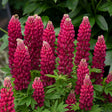 Lupinus polyphyllus Mini Gallery™ 'Red'