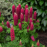 Lupinus polyphyllus Mini Gallery™ 'Red'