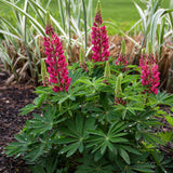 Lupinus polyphyllus Mini Gallery™ 'Red'