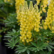 Lupinus polyphyllus Mini Gallery™ 'Yellow'