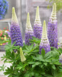 Lupinus 'Westcountry™ Persian Slipper'