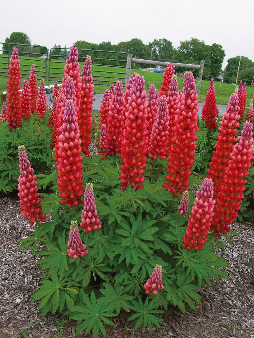 Lupinus Westcountry™ 'Red Rum'