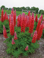 Lupinus Westcountry™ 'Red Rum'