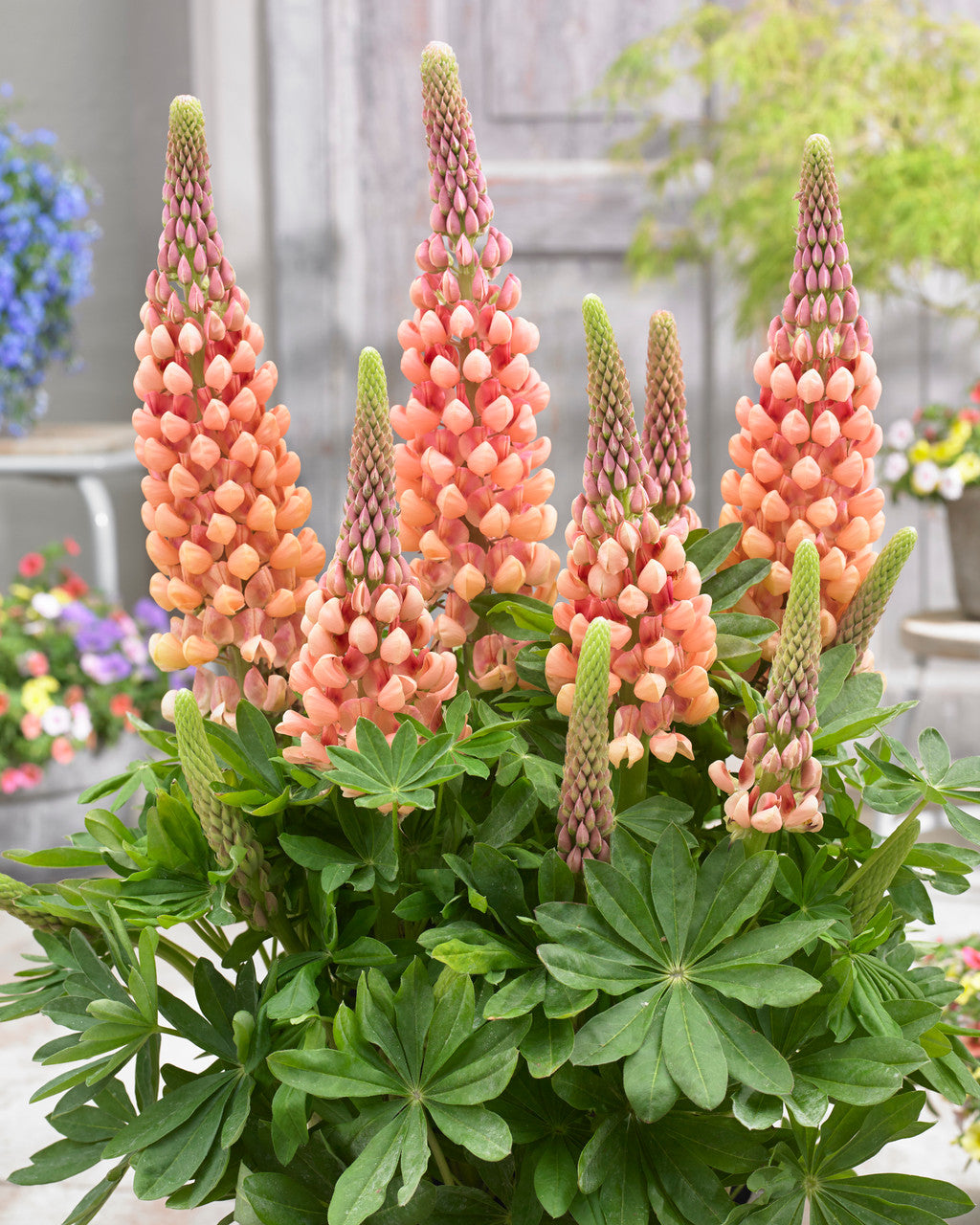 Lupinus 'Westcountry™ Salmon Star'