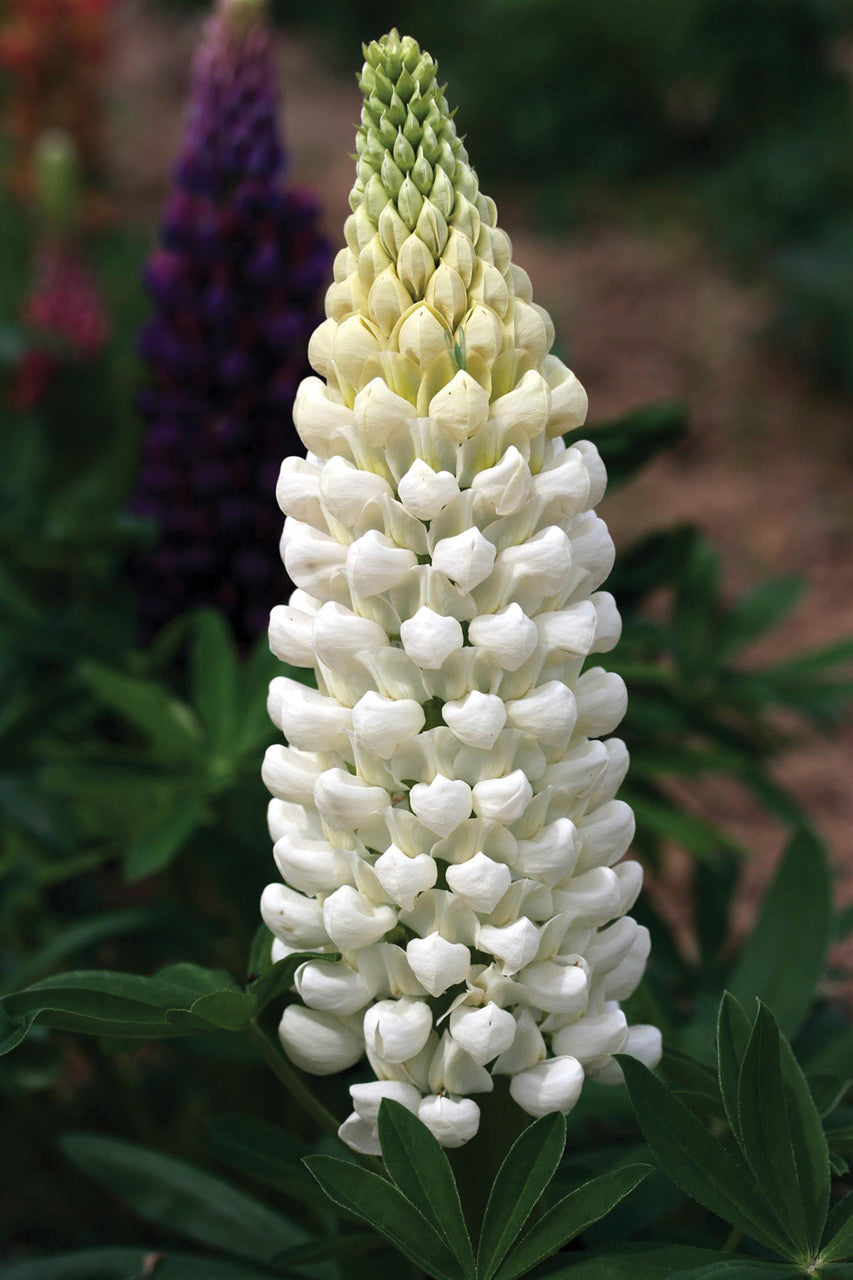 Lupinus 'Westcountry™ Polar Princess'