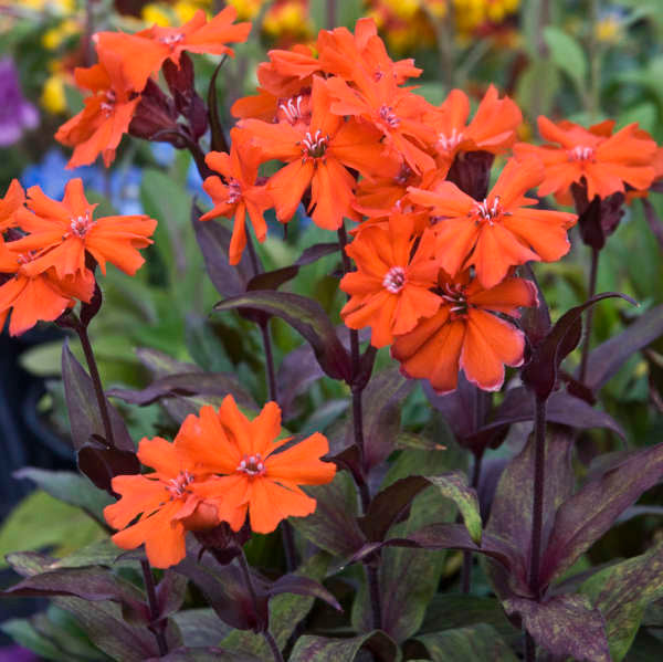 Lychnis x arkwrightii 'Orange Zwerg' (Orange Gnome) – Romence