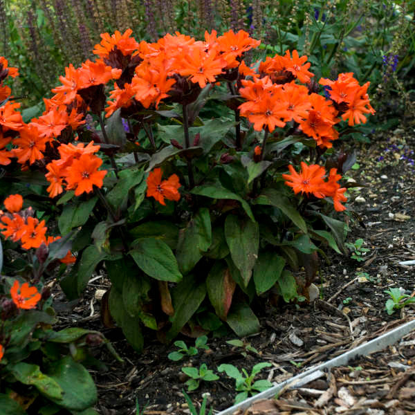 Lychnis x arkwrightii 'Orange Zwerg' (Orange Gnome)