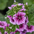 Malva sylvestris 'Zebrina'