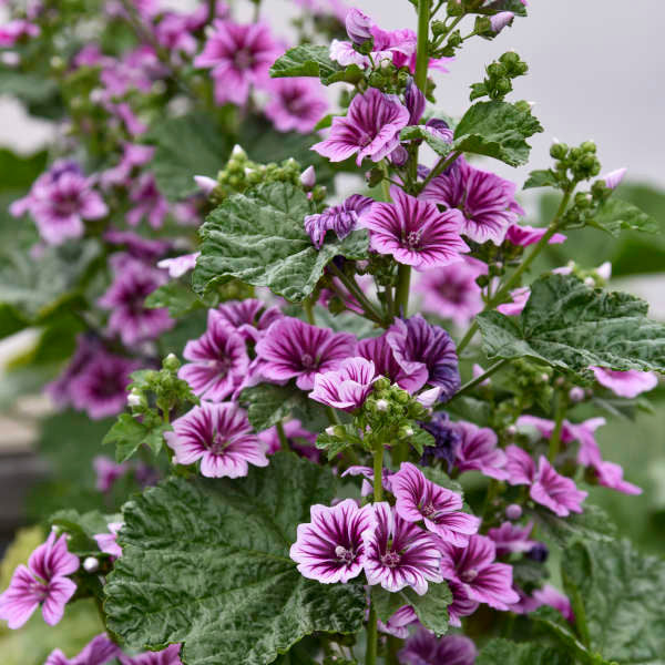 Malva sylvestris 'Zebrina'