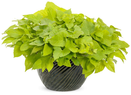 Ipomoea batatas Proven Accents® 'Margarita' in decorative pot