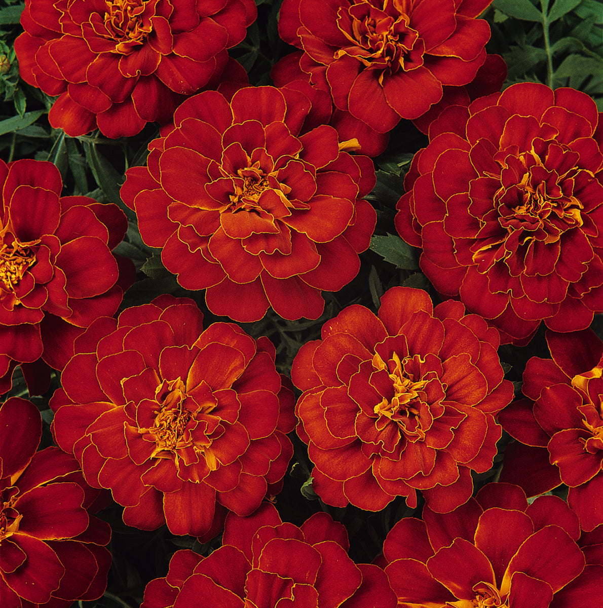 Marigold 'Durango Red'