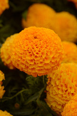 Marigold 'Taishan Orange'